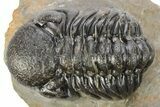 Pair Of Well Preserved Austerops Trilobite - Ofaten, Morocco #224985-7